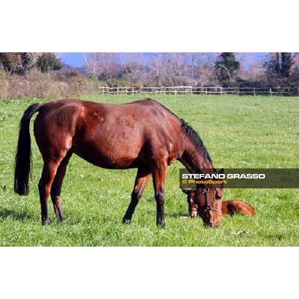 foal and mare in the paddocks of Ri-ma Stud Cisterna di Latina, 16th january 2005 ph. Stefano Grasso