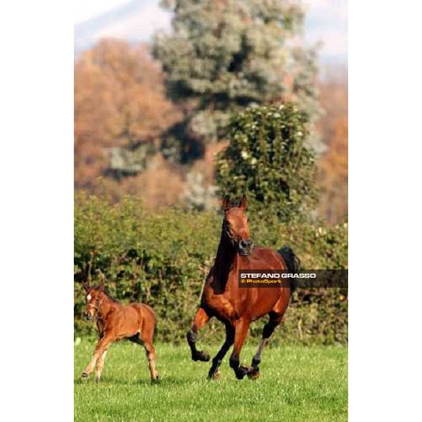 foal and mare in the paddocks of Ri-ma Stud Cisterna di Latina, 16th january 2005 ph. Stefano Grasso