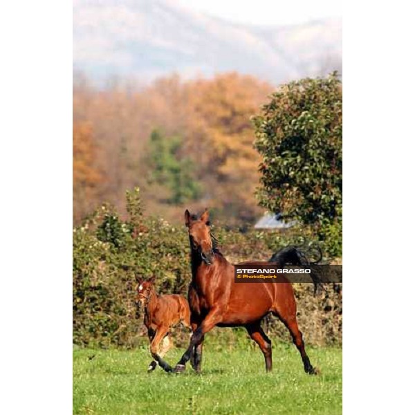 foal and mare in the paddocks of Ri-ma Stud Cisterna di Latina, 16th january 2005 ph. Stefano Grasso