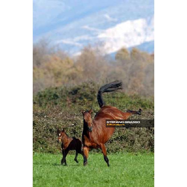 foal and mare in the paddocks of Ri-ma Stud Cisterna di Latina, 16th january 2005 ph. Stefano Grasso