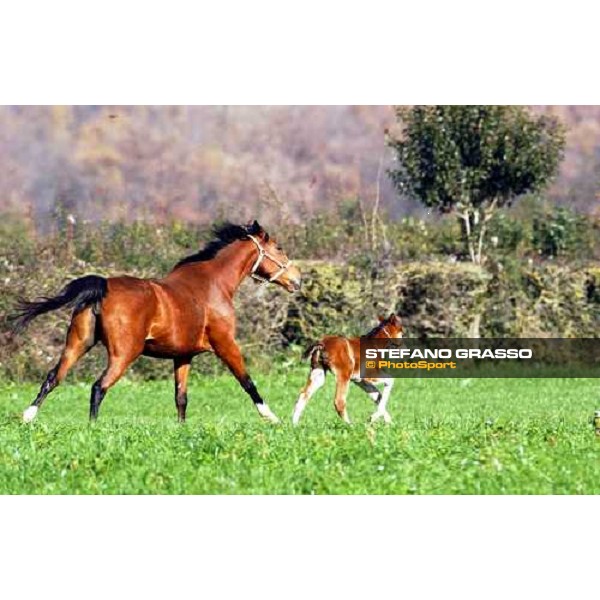foal and mare in the paddocks of Ri-ma Stud Cisterna di Latina, 16th january 2005 ph. Stefano Grasso