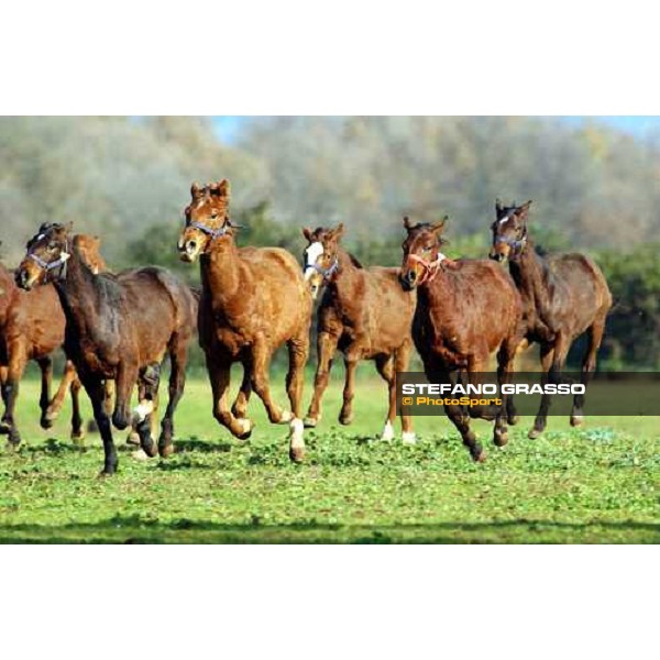 yearlngs in the paddocks of Ri-ma Stud Cisterna di Latina, 16th january 2005 ph. Stefano Grasso