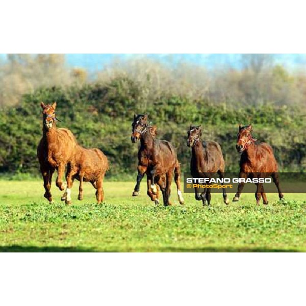 yearlings in the paddocks of Ri-ma Stud Cisterna di Latina, 16th january 2005 ph. Stefano Grasso
