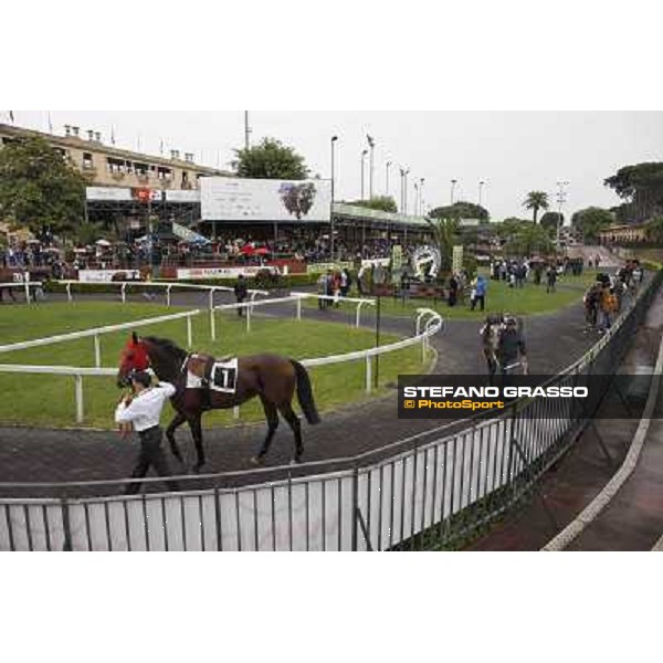 The Parade Ring Roma - Capannelle racecourse, 20th may 2012 ph.Stefano Grasso