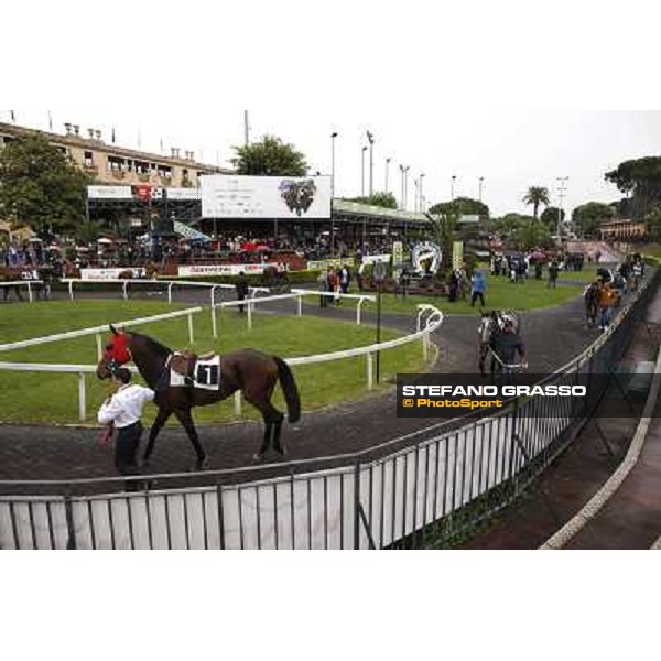 The Parade Ring Roma - Capannelle racecourse, 20th may 2012 ph.Stefano Grasso