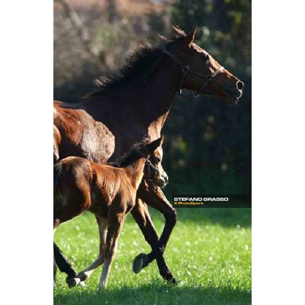 foal and mare in the paddocks of Ri-ma Stud Cisterna di Latina, 16th january 2005 ph. Stefano Grasso