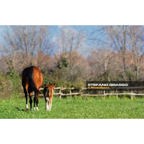 foal and mare in the paddocks of Ri-ma Stud Cisterna di Latina, 16th january 2005 ph. Stefano Grasso
