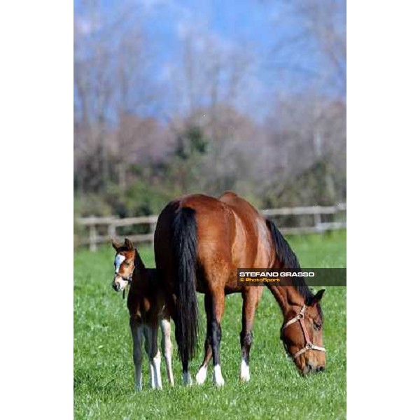 foal and mare in the paddocks of Ri-ma Stud Cisterna di Latina, 16th january 2005 ph. Stefano Grasso