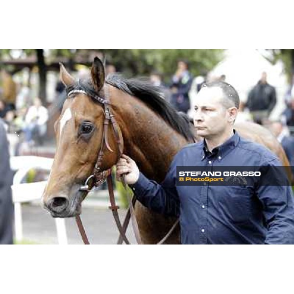 Tiger Day winner of Premio Dionisia Roma - Capannelle racecourse, 20th may 2012 ph.Stefano Grasso