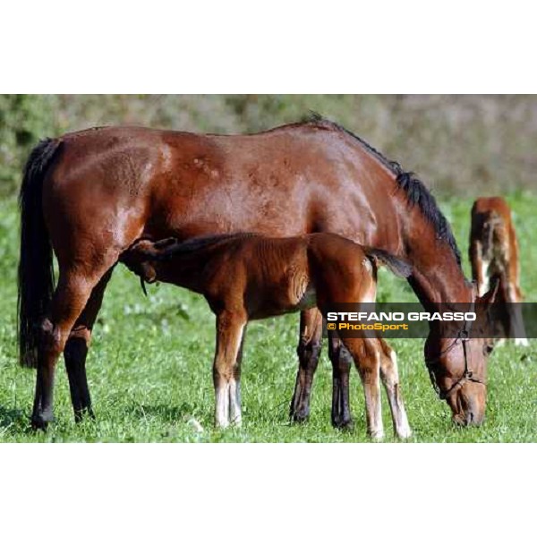 foal and mare in the paddocks of Ri-ma Stud Cisterna di Latina, 16th january 2005 ph. Stefano Grasso