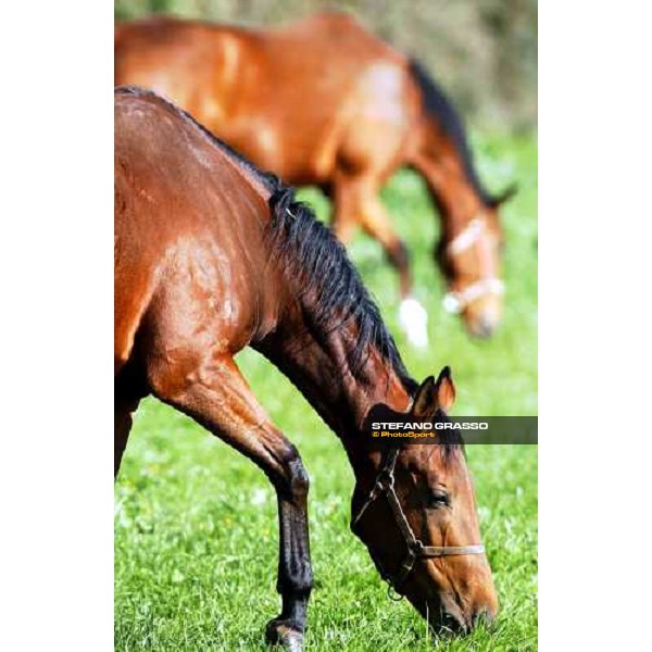 mares in the paddocks of Ri-ma Stud Cisterna di Latina, 16th january 2005 ph. Stefano Grasso