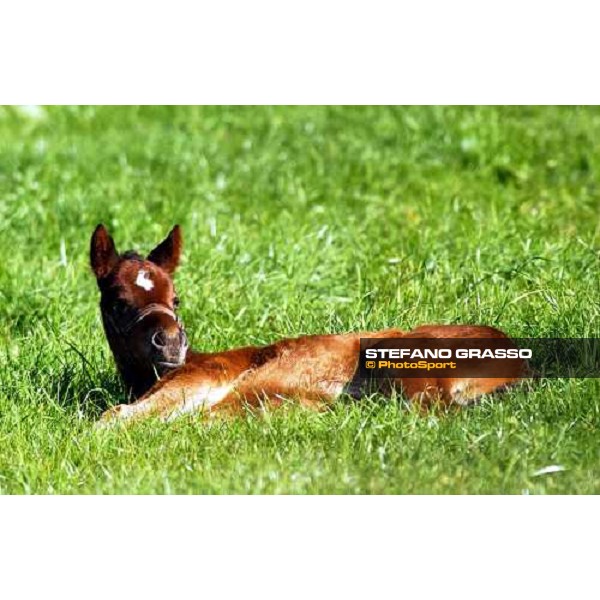 foal in the paddocks of Ri-ma Stud Cisterna di Latina, 16th january 2005 ph. Stefano Grasso