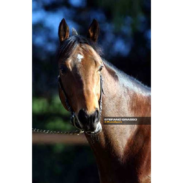 Colossus during stallion parade at Ri-Ma Stud Cisterna di Latina, 16th january 2004 ph. Stefano Grasso