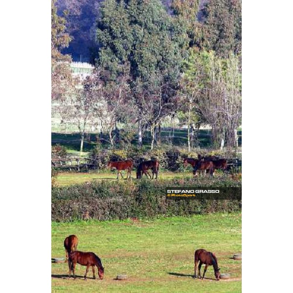 yearlings in the paddocks of Ri-ma Stud Cisterna di Latina, 16th january 2005 ph. Stefano Grasso