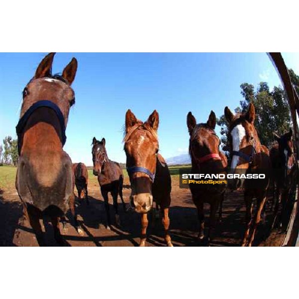 yearlings at Ri-Ma Stud Cisterna di Latina, 16th january 2005 ph. Stefano Grasso
