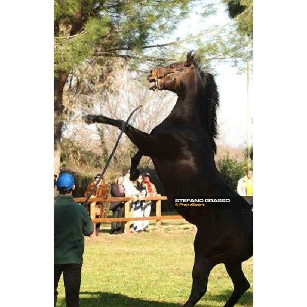 College Chapel during stallion parade at Ri-Ma Stud Cisterna di Latina, 16th january 2004 ph. Stefano Grasso