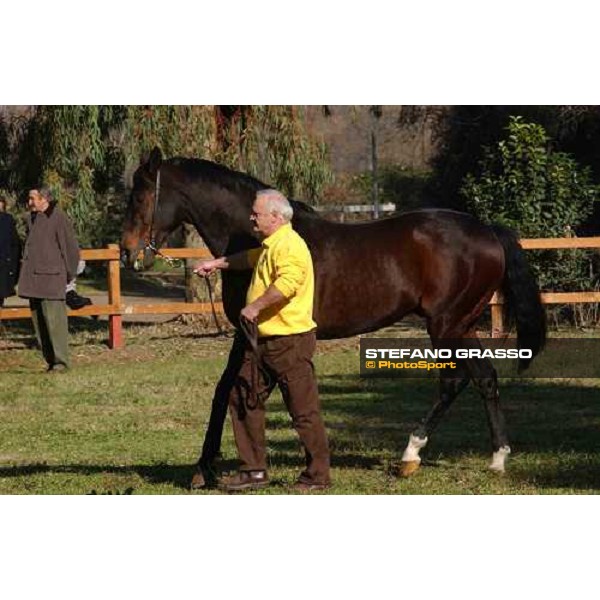 Nordance stallion parade at Ri-Ma Stud Cisterna di Latina, 16th january 2005 ph. Stefano Grasso