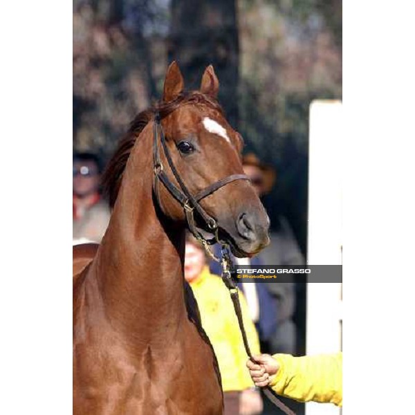 Homefleet stallion parade at Ri-Ma Stud Cisterna di Latina, 16th january 2005 ph. Stefano Grasso