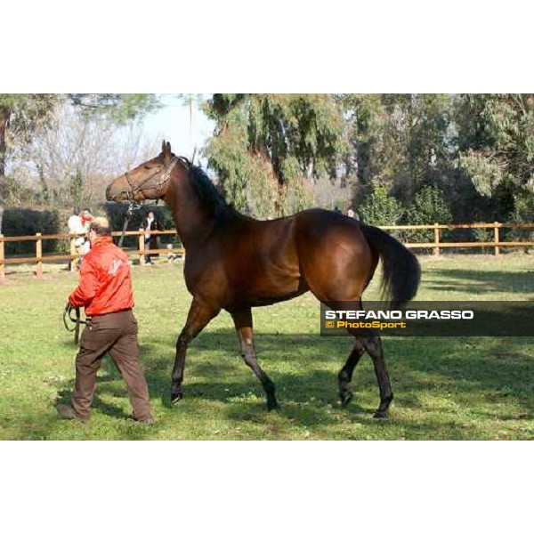 Golden Pivotal stallion parade at Ri-Ma Stud Cisterna di Latina, 16th january 2005 ph. Stefano Grasso