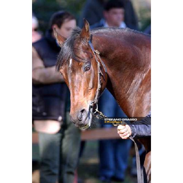 Giovane Imperatore stallion parade at Ri-Ma Stud Cisterna di Latina, 16th january 2005 ph. Stefano Grasso