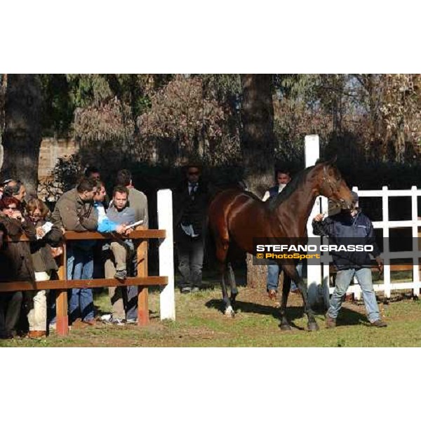 Giovane Imperatore stallion parade at Ri-Ma Stud Cisterna di Latina, 16th january 2005 ph. Stefano Grasso