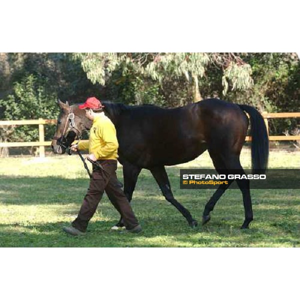 France stallion parade at Ri-Ma Stud Cisterna di Latina, 16th january 2005 ph. Stefano Grasso