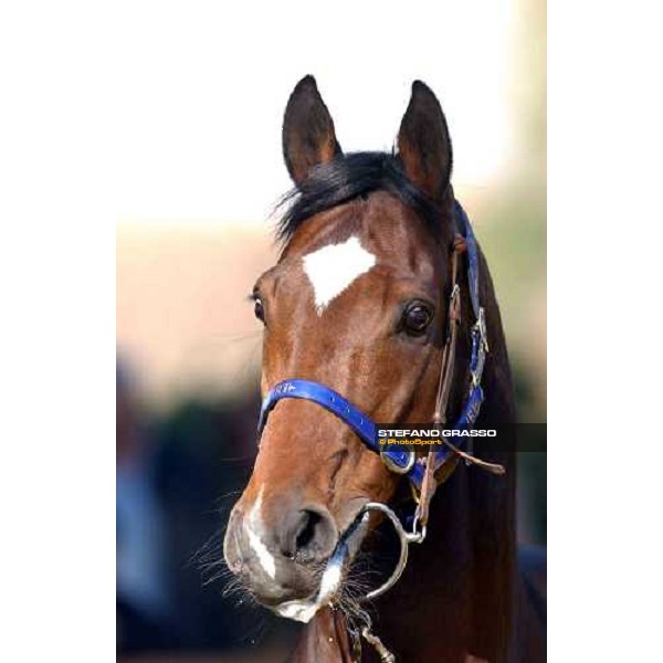 Narrative stallion parade at Ri-Ma Stud Cisterna di Latina, 16th january 2005 ph. Stefano Grasso