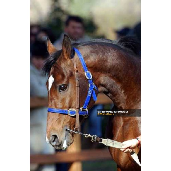 Narrative stallion parade at Ri-Ma Stud Cisterna di Latina, 16th january 2005 ph. Stefano Grasso