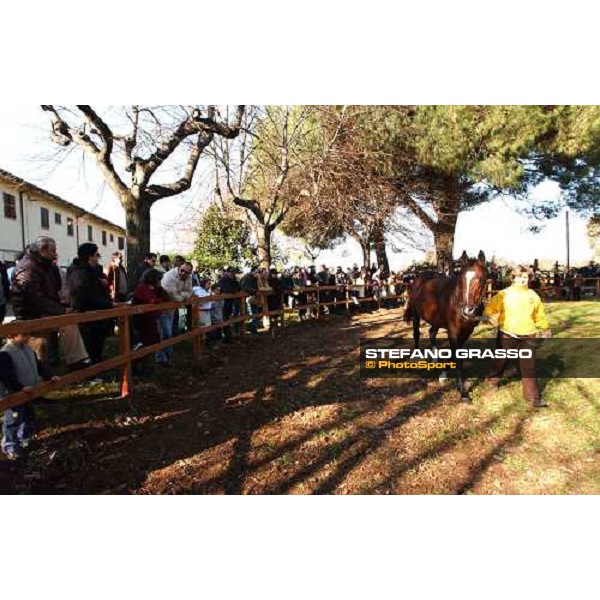 Bound for Honour stallion parade at Ri-Ma Stud Cisterna di Latina, 16th january 2004 ph. Stefano Grasso