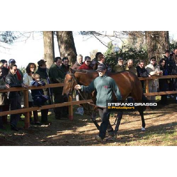 Colossus stallion parade at Ri-Ma Stud Cisterna di Latina, 16th january 2005 ph. Stefano Grasso