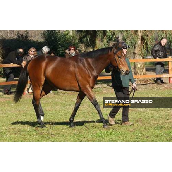 Colossus stallion parade at Ri-Ma Stud Cisterna di Latina, 16th january 2005 ph. Stefano Grasso