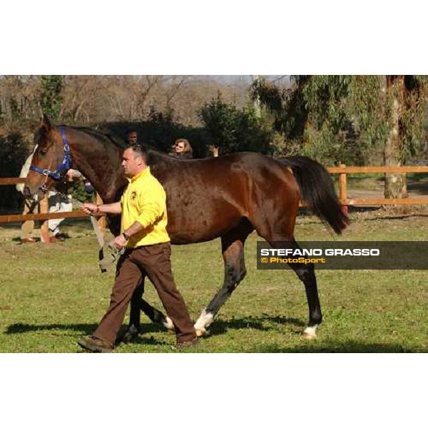 Narrative stallion parade at Ri-Ma Stud Cisterna di Latina, 16th january 2005 ph. Stefano Grasso