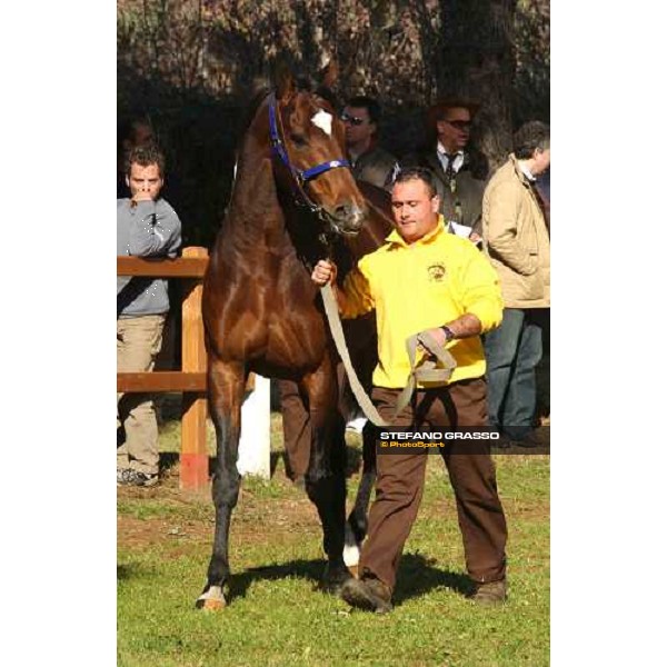 Narrative stallion parade at Ri-Ma Stud Cisterna di Latina, 16th january 2005 ph. Stefano Grasso