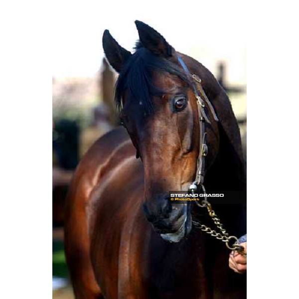 Giovane Imperatore stallion parade at Ri-Ma Stud Cisterna di Latina, 16th january 2005 ph. Stefano Grasso