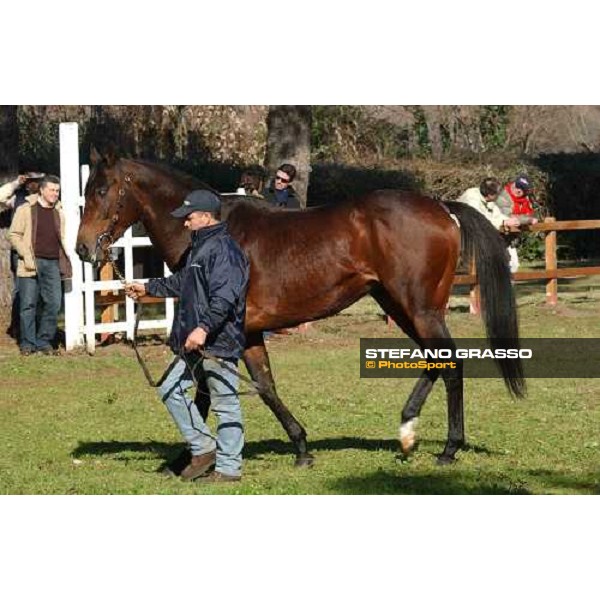 Giovane Imperatore stallion parade at Ri-Ma Stud Cisterna di Latina, 16th january 2005 ph. Stefano Grasso