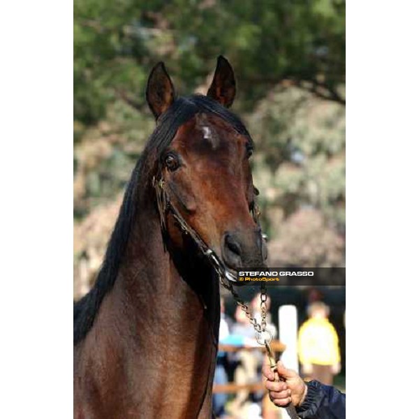 Giovane Imperatore stallion parade at Ri-Ma Stud Cisterna di Latina, 16th january 2005 ph. Stefano Grasso