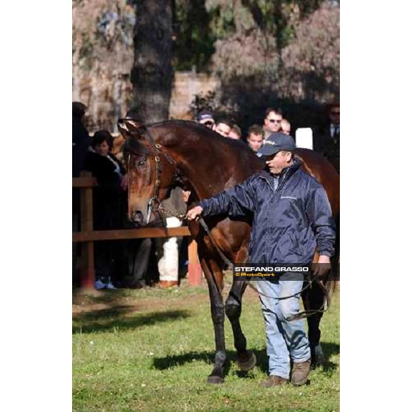 Giovane Imperatore stallion parade at Ri-Ma Stud Cisterna di Latina, 16th january 2005 ph. Stefano Grasso