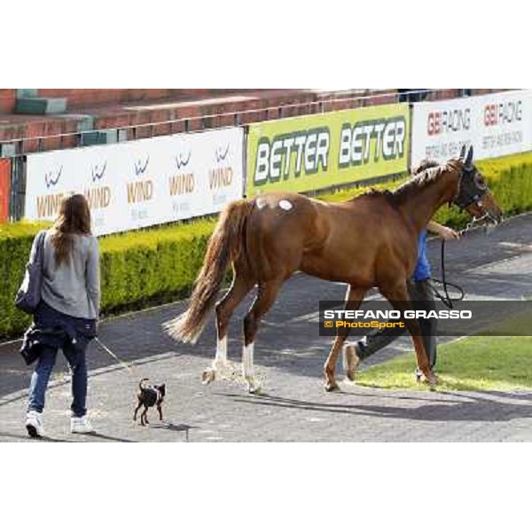 ITS Sales at Capannelle racecourse Roma - Capannelle racecourse, 21st may 2012 ph.Stefano Grasso