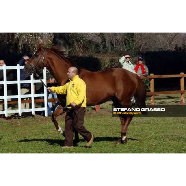 Homefleet stallion parade at Ri-Ma Stud Cisterna di Latina, 16th january 2005 ph. Stefano Grasso