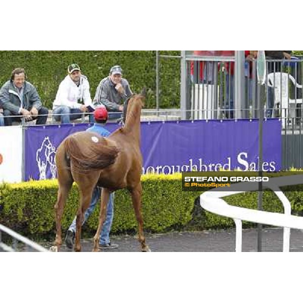 ITS Sales at Capannelle racecourse Roma - Capannelle racecourse, 21st may 2012 ph.Stefano Grasso