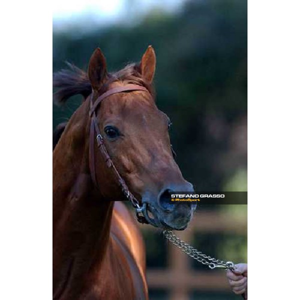 Dr. Devious stallion parade at Ri-Ma Stud Cisterna di Latina, 16th january 2005 ph. Stefano Grasso