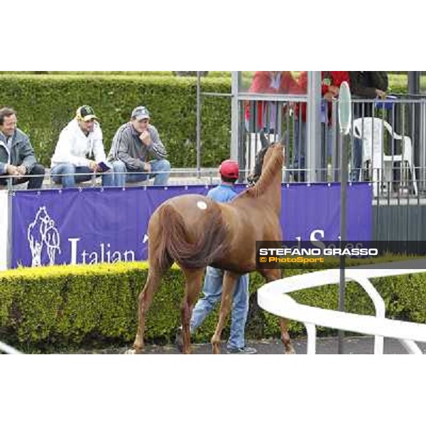 ITS Sales at Capannelle racecourse Roma - Capannelle racecourse, 21st may 2012 ph.Stefano Grasso