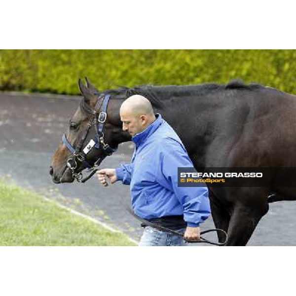 ITS Sales at Capannelle racecourse Roma - Capannelle racecourse, 21st may 2012 ph.Stefano Grasso