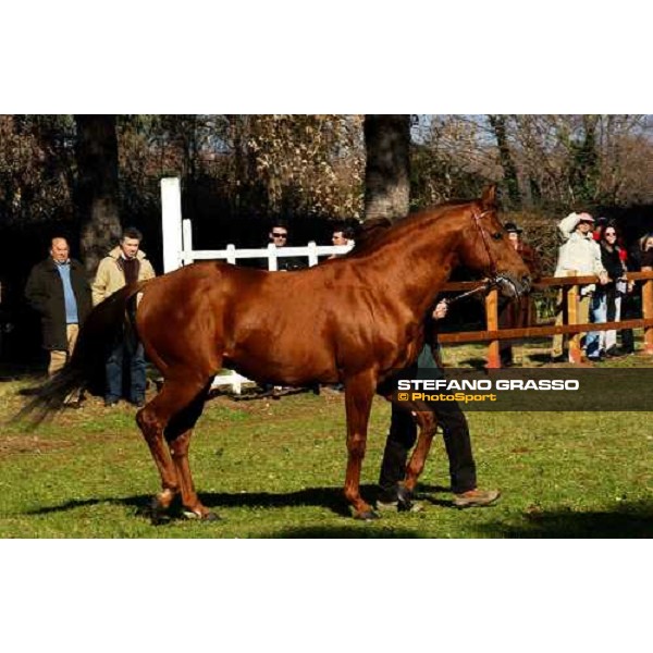 Dr. Devious stallion parade at Ri-Ma Stud Cisterna di Latina, 16th january 2005 ph. Stefano Grasso