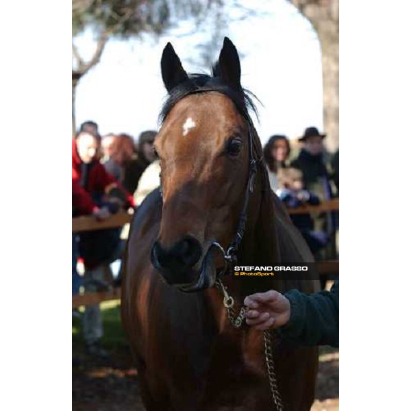 Colossus stallion parade at Ri-Ma Stud Cisterna di Latina, 16th january 2005 ph. Stefano Grasso