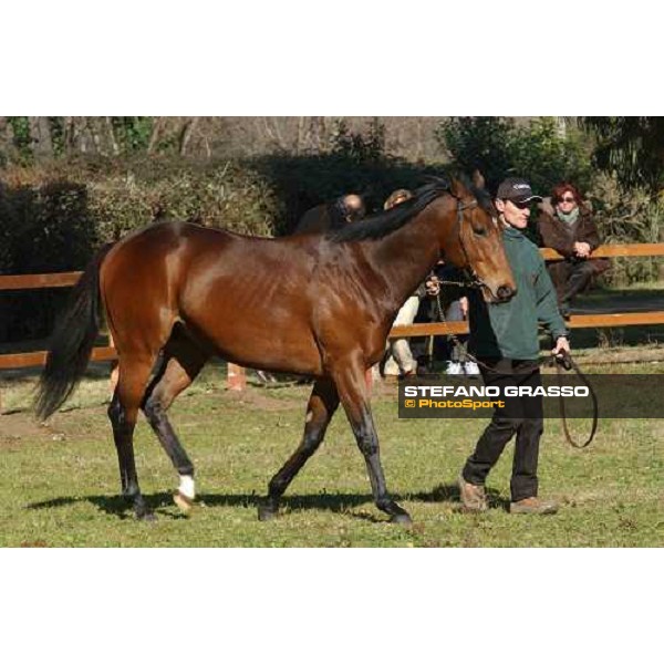 Colossus stallion parade at Ri-Ma Stud Cisterna di Latina, 16th january 2005 ph. Stefano Grasso