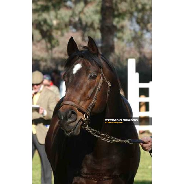 College Chapel stallion parade at Ri-Ma Stud Cisterna di Latina, 16th january 2005 ph. Stefano Grasso