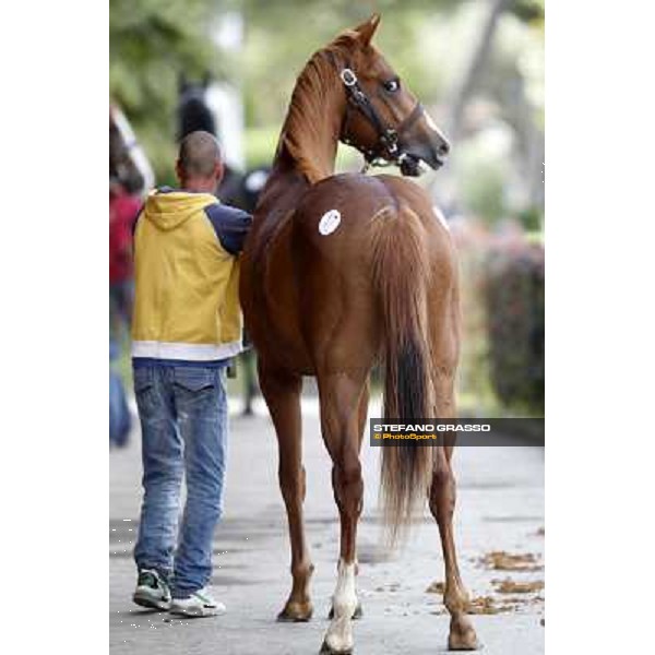 ITS Sales at Capannelle racecourse Roma - Capannelle racecourse, 21st may 2012 ph.Stefano Grasso