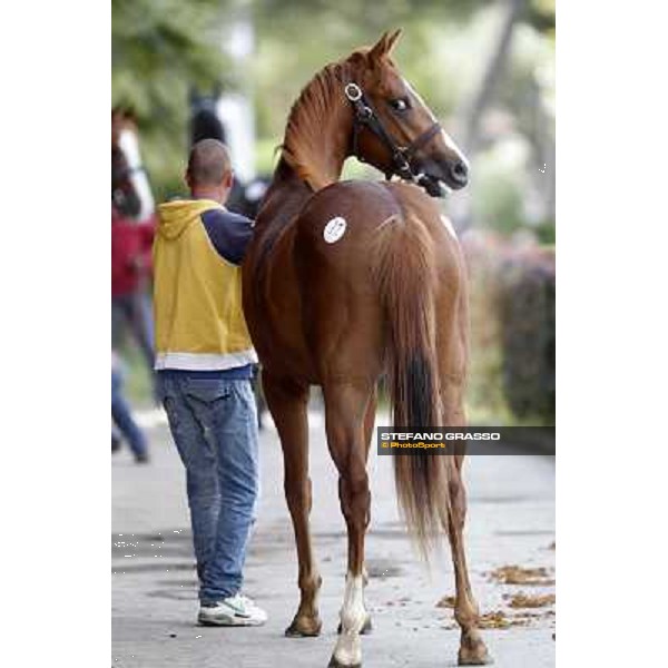 ITS Sales at Capannelle racecourse Roma - Capannelle racecourse, 21st may 2012 ph.Stefano Grasso