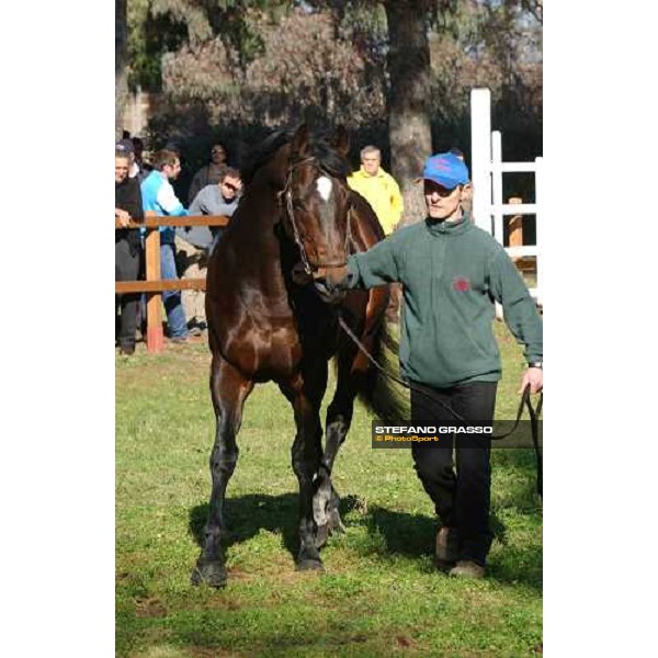 College Chapel stallion parade at Ri-Ma Stud Cisterna di Latina, 16th january 2005 ph. Stefano Grasso